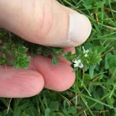 drug eyebright thumbnail 1