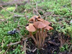 Cortinarius scoticus thumbnail 3