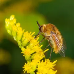 Aster Bee Fly thumbnail 2
