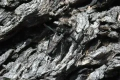 Cyrtopogon montanus thumbnail 2