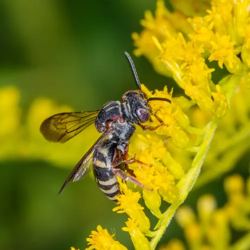 Notch-backed Cellophane-cuckoo Bee