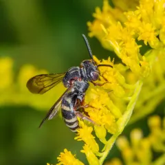 Notch-backed Cellophane-cuckoo Bee thumbnail 1