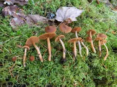 Cortinarius mammillatus thumbnail 2