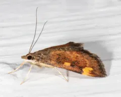 Generous Pyrausta Moth thumbnail 4