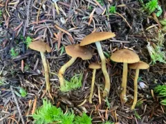 Cortinarius holoxanthus thumbnail 3
