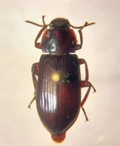 Forest Darkling Beetle thumbnail 3