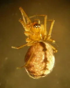 Agyneta fillmorana thumbnail 4