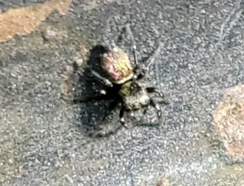 Heliophanus kochii