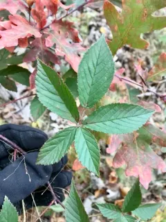 Wisconsin dewberry thumbnail 2