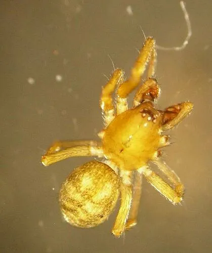 Zanomys aquilonia