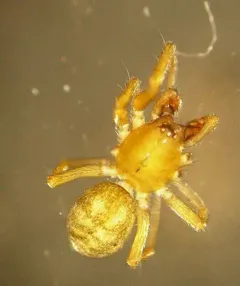 Zanomys aquilonia thumbnail 1