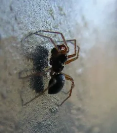 Teethed Dwarf Weaver thumbnail 1