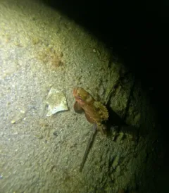 Glasseye thumbnail 4