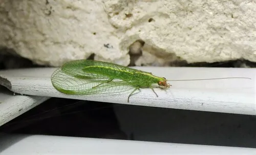 Chrysoperla downesi