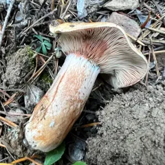 Red-bleeding Milk Cap thumbnail 2