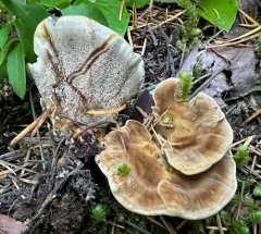 Woolly Velvet Polypore thumbnail 4