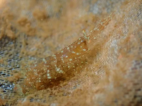 Kelp Humpback Shrimp