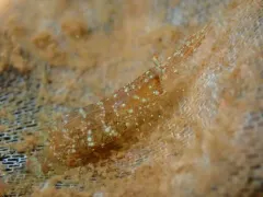 Kelp Humpback Shrimp thumbnail 1