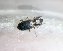 Brassy Big-eyed Beetle thumbnail 3