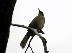 California Thrasher thumbnail 3