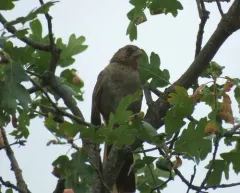 California Towhee thumbnail 3
