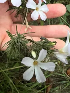 large-flowered leptosiphon thumbnail 3