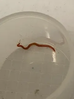 Strigamia bothriopus thumbnail 3