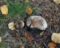 Many-rooted Earthball thumbnail 3