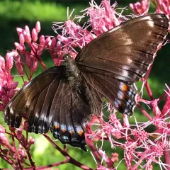 Red-spotted Admiral thumbnail 2
