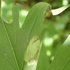 Calycomyza frickiana thumbnail 4