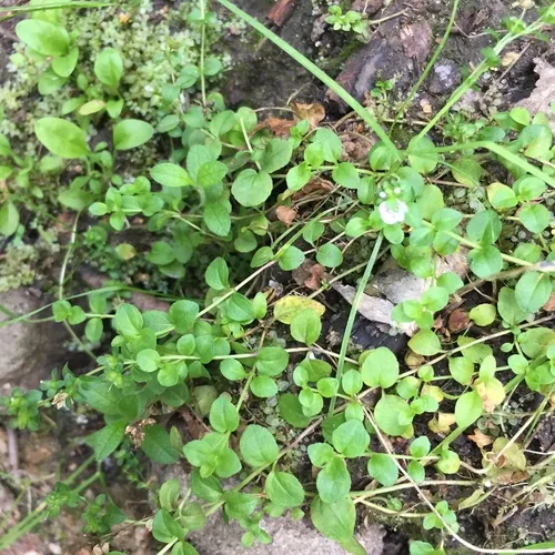 thyme-leaved speedwell