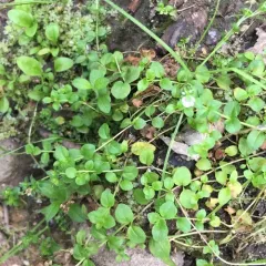 thyme-leaved speedwell thumbnail 1