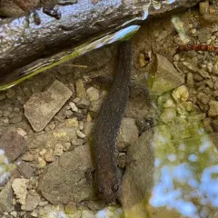 Northern Dusky Salamander thumbnail 3