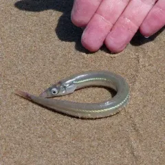 American Sand Lance thumbnail 2