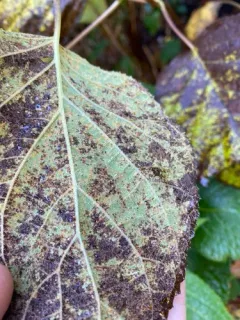 Hydrangea Rust thumbnail 2