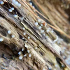 Helicogloea compressa thumbnail 4