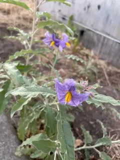 silverleaf nightshade thumbnail 2