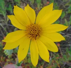 ashy sunflower thumbnail 2