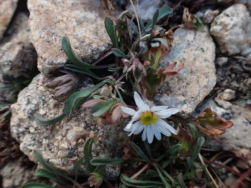 Evermann's Fleabane