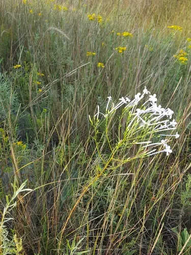 Flaxflowered Ipomopsis