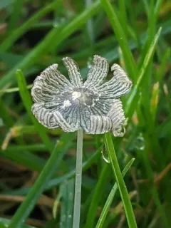 Coprinopsis friesii thumbnail 3