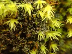 Rockmoss Rosette Lichen thumbnail 2