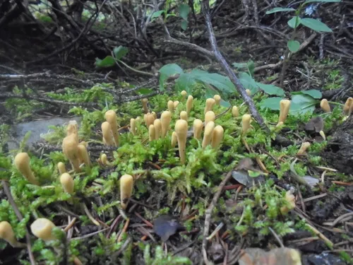 western club coral fungus