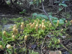 western club coral fungus thumbnail 1