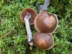 Cortinarius fuscescens thumbnail 2