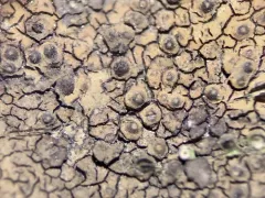 Lakezone Lichen thumbnail 2