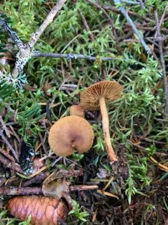Cortinarius huronensis thumbnail 2