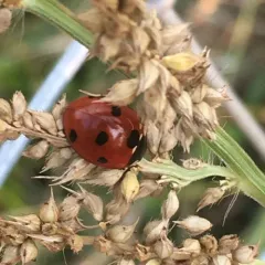 Seven-spotted Lady Beetle thumbnail 1