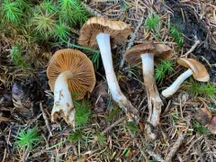 Cortinarius neofurvolaesus thumbnail 4