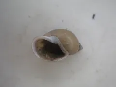 Woodland Pondsnail thumbnail 3
